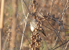 Anairetes flavirostris