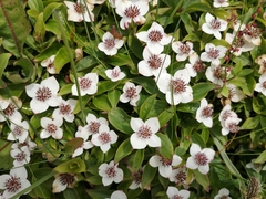 Swedish Cornel (Cornus suecica)