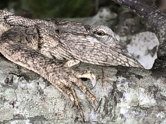 Polychrus acutirostris