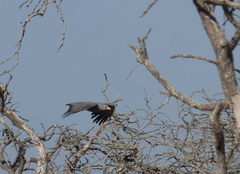 Buteogallus coronatus