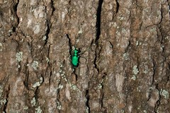 Cicindela sexguttata