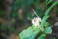 Chauliognathus marginatus