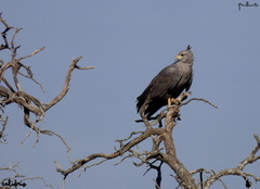 Buteogallus coronatus