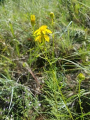 Dysodiopsis tagetoides