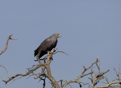 Buteogallus coronatus