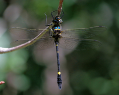 Macromia illinoiensis