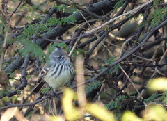 Anairetes flavirostris