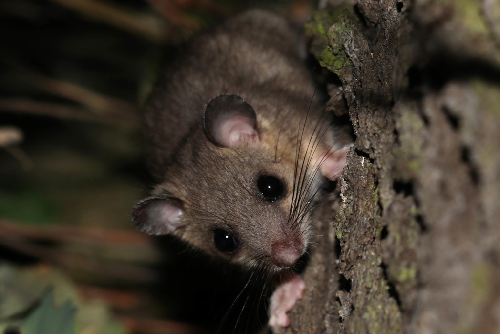 European Fat Dormouse from Trebsen/Mulde, Deutschland on July 09, 2020 ...