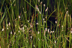Eleocharis decumbens