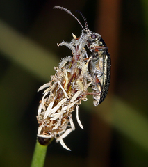 Eleocharis decumbens
