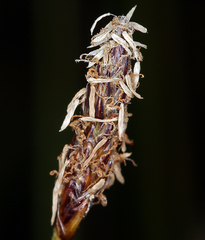 Eleocharis decumbens