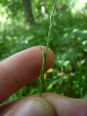 Diarrhena obovata