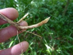 Diarrhena obovata