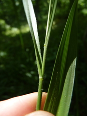 Diarrhena obovata
