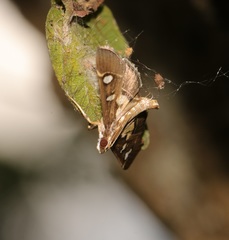 Glyphodes crithealis