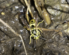 Vespula sulphurea
