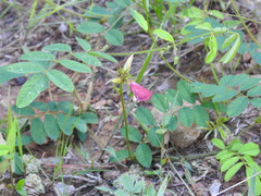 Tephrosia onobrychoides