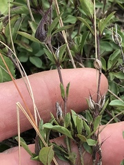 Dyschoriste setigera