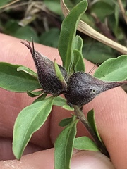 Dyschoriste setigera