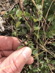 Dyschoriste setigera