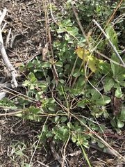 Dyschoriste setigera