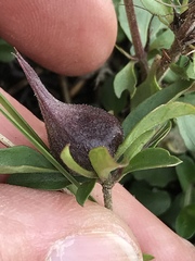 Dyschoriste setigera