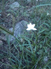 Zephyranthes drummondii