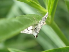 Glyphodes onychinalis