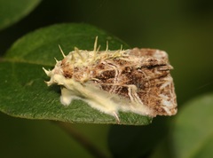 Callopistria exotica