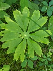Podophyllum peltatum