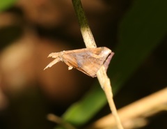Hypena labatalis