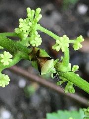 Elasmostethus atricornis