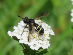 Conops flavipes