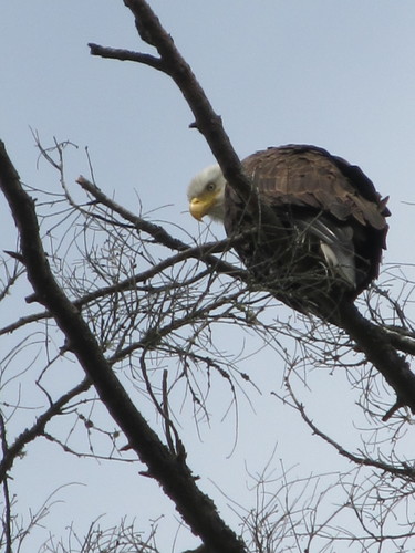Bald Eagle photographed in Washington