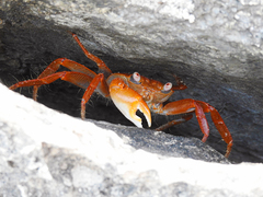 Geograpsus