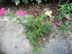 Achillea millefolium