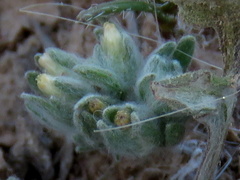 Helichrysum leontonyx