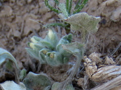 Helichrysum leontonyx