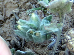 Helichrysum leontonyx