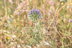Echinops strigosus