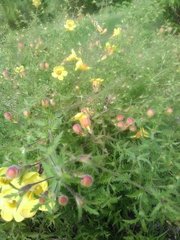 Aureolaria pedicularia