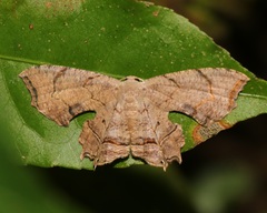 Dysaethria moza