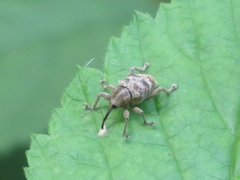 Curculio venosus