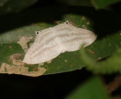 Acropteris ciniferaria
