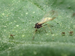 Aphididae