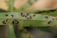 Puccinia difformis