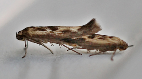 Chenopodium Scythris Moth