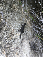 Sceloporus occidentalis longipes
