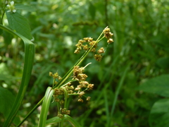 Scirpus georgianus