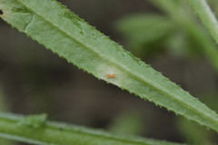 Puccinia difformis